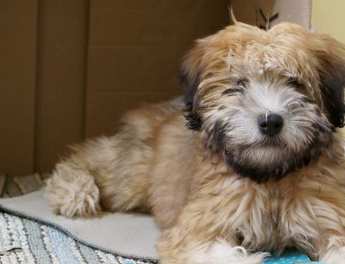 Home Remedies for Dog Constipation