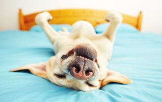 dog-is-lying-on-the-bed