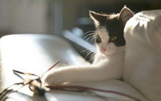 cat pawing - cat has hypothyroidism concept image
