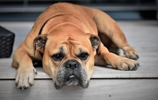 dog dietary supplement