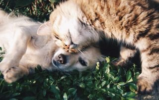 cat friends healthy living