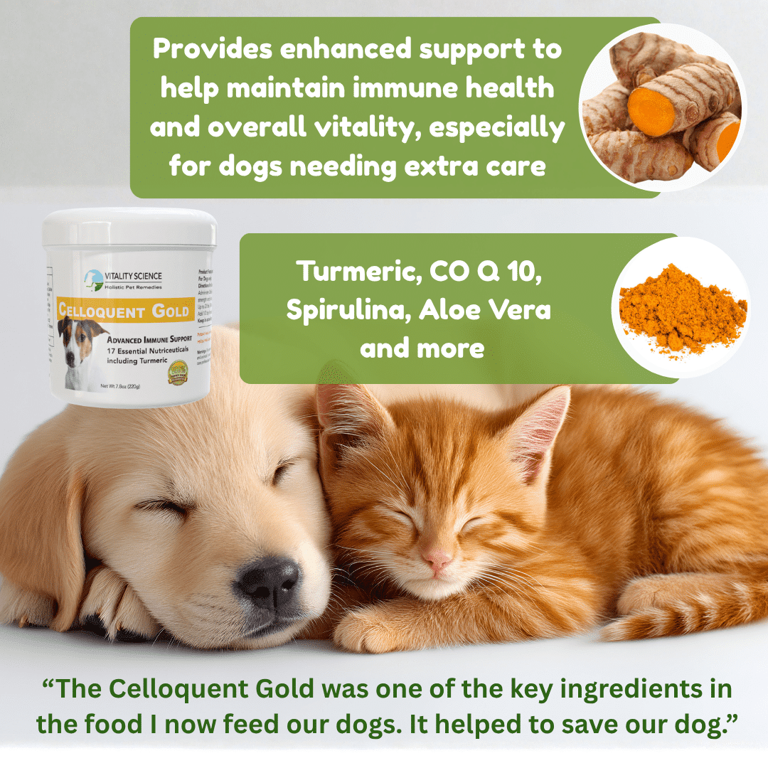 Celloquent Gold | Multi-Nutrient with Turmeric | Immune Support for Dogs - Image 2
