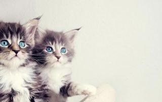 kitty