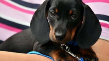 cute black dog