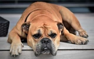 dog
