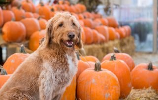 Cute, Golden, Labradoodle