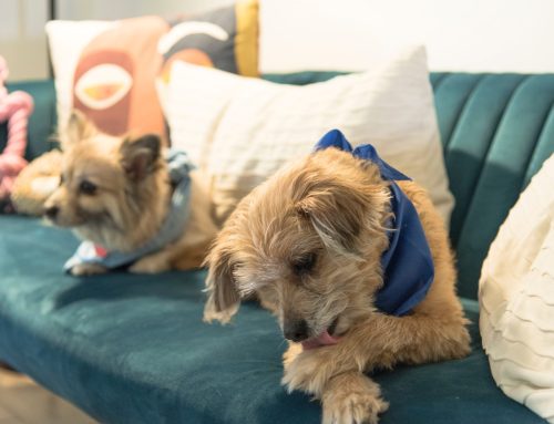 Does Your Dog Lick Its Paws Excessively?