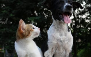 dog and cat