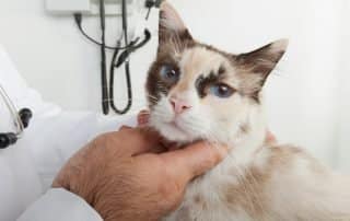 cat-cancer-treatment