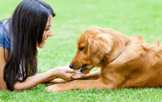 dog cancer holistic
