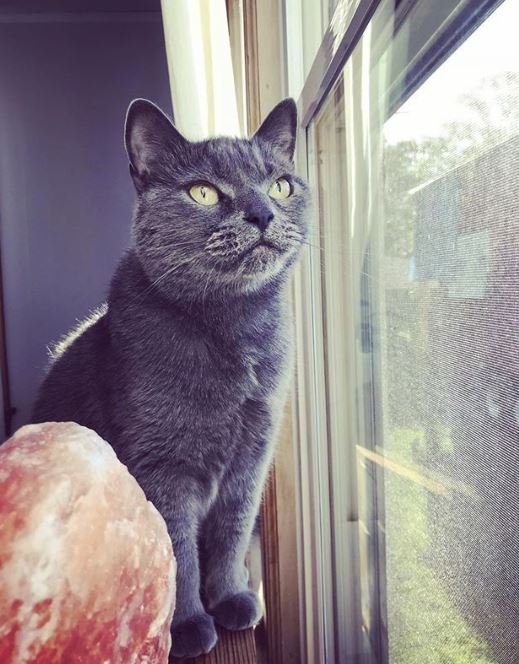 client cat purple tones