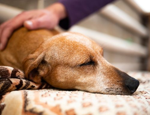 What to Feed a Dog with Diarrhea