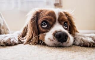 symptoms of poor gut health in dogs