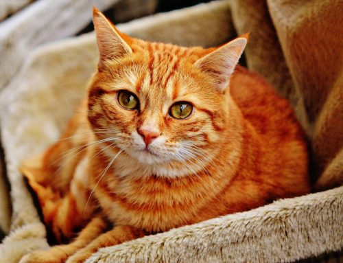 Home Remedies for Cat Diarrhea That Work