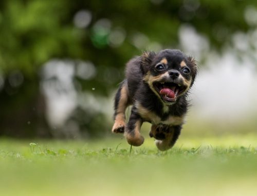 How to Supercharge Diets With Super Foods for Dogs