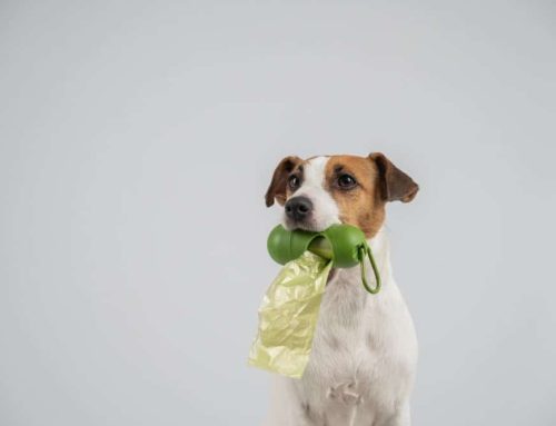 How Long Can a Dog Safely Go Without Pooping? Vital Insights