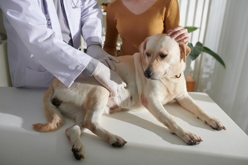 Owner patting dog when veterinarian palpating stomach