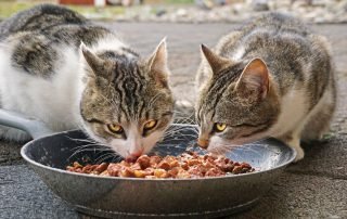 raw feeding cats