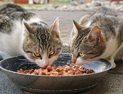 Raw Feeding Cats the Right Way: Dos and Don’ts You Can’t Ignore