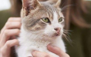 cat diarrhea, cat vomiting, holistic pet supplements