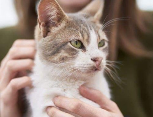 8 Effective Habits to Prevent Cat Diarrhea and Vomiting