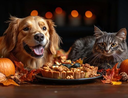 Thanksgiving with Pets: A Guide to a Safe and Joyful Celebration