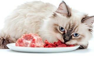raw feeding cat