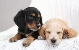 Two cocker spaniel puppies.