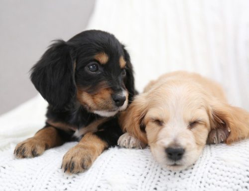 The Science Behind Colostrum for Dogs: A Powerhouse for Pet Immunity