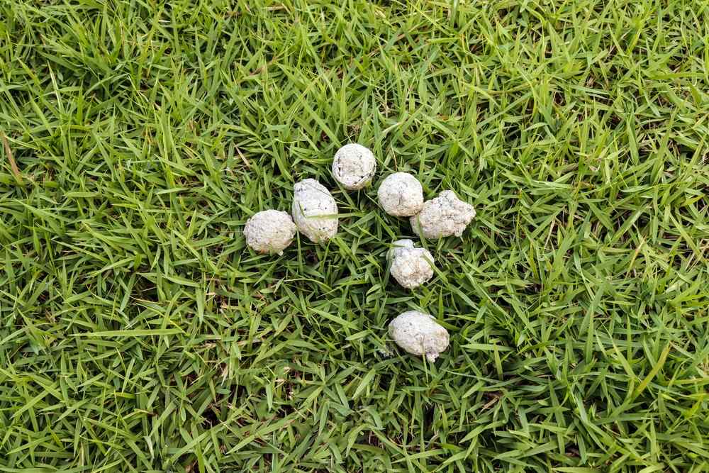 Old dried white dog poop on grass, showing chalky bleached stool that turned pale after sitting outside in sun and air.