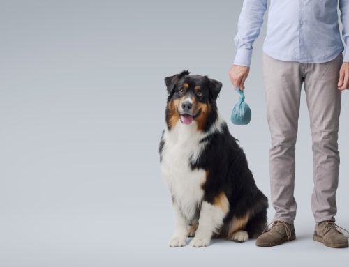 White Dog Poop: What It Means, When to Worry, and What You Can Do