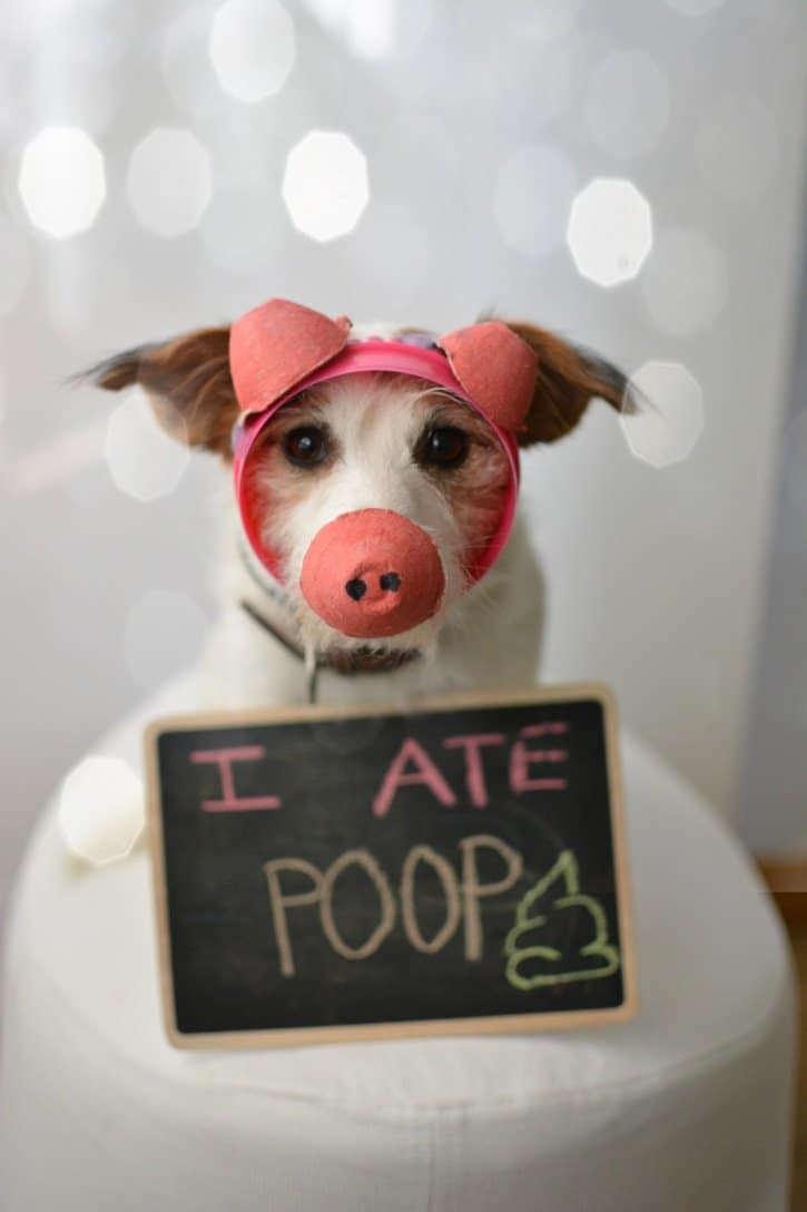 Humorous photo of a pup dressed as a piggie; one owners response to their dog eating poop