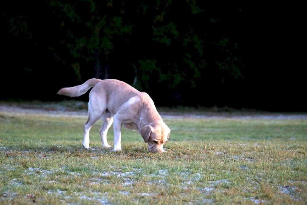 A golden lab sniffing droppings on the ground before attempting to consume, undoubtedly causing their owner to question why dogs eat poop.