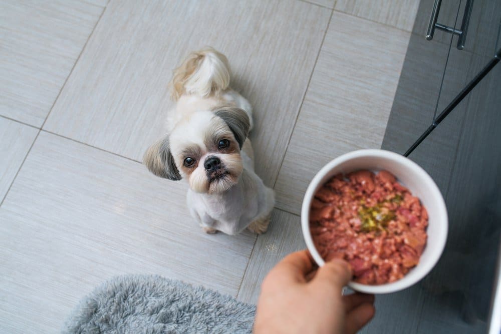 A look down from a person giving a bowl of food to a shih tzu.