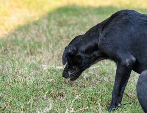 Dog Throwing Up Undigested Food? Causes and What You Can Do
