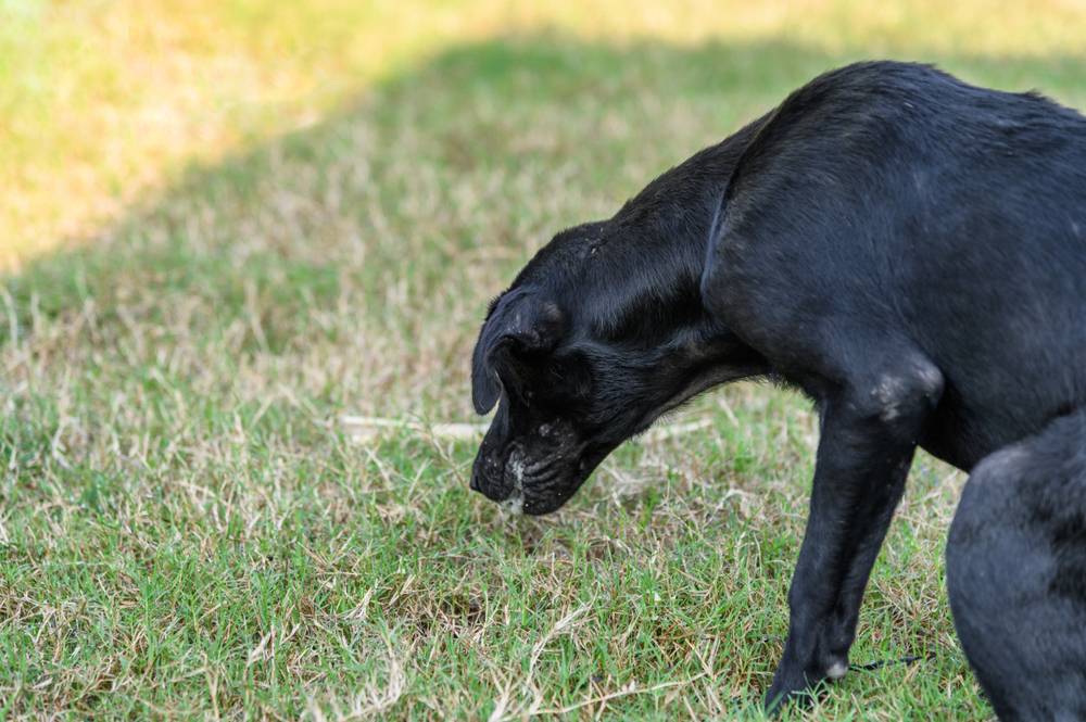A black domestic dog throwing up undigested food.