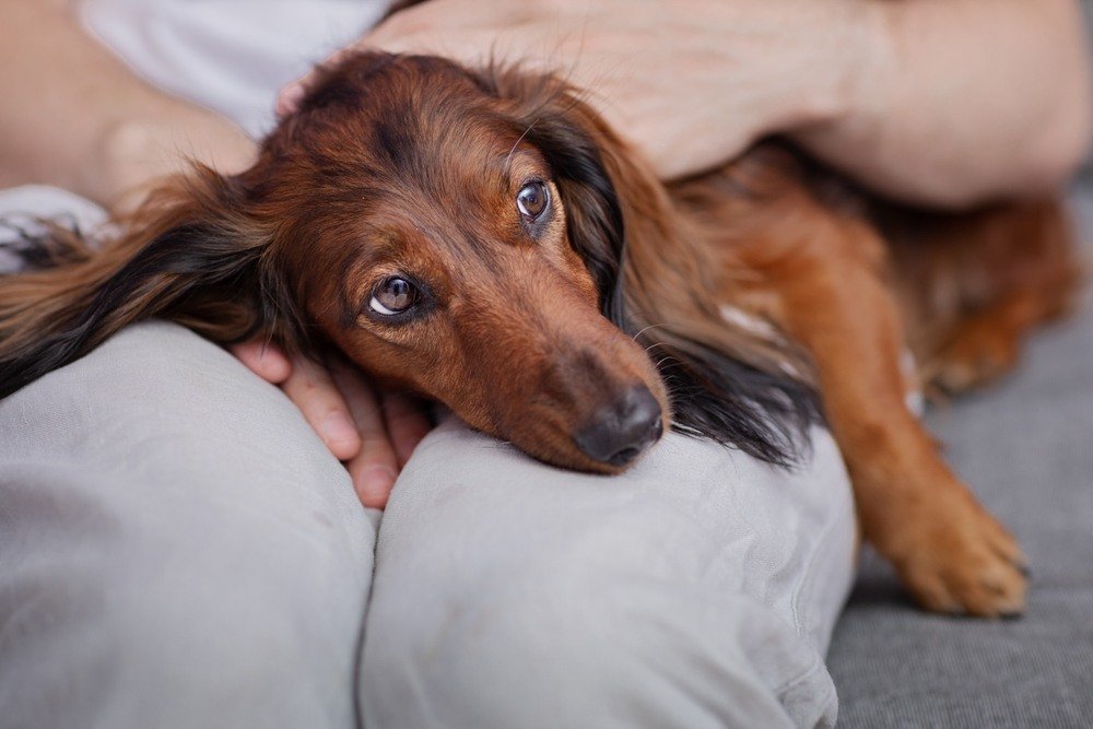 Owner comforting their long-haired dachshund dog after throwing up undigested food.