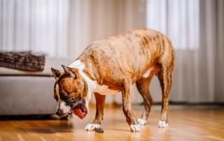 A dog throwing up clear liquid