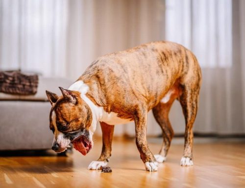 Why Is My Dog Throwing Up Clear Liquid? Common Causes and Solutions