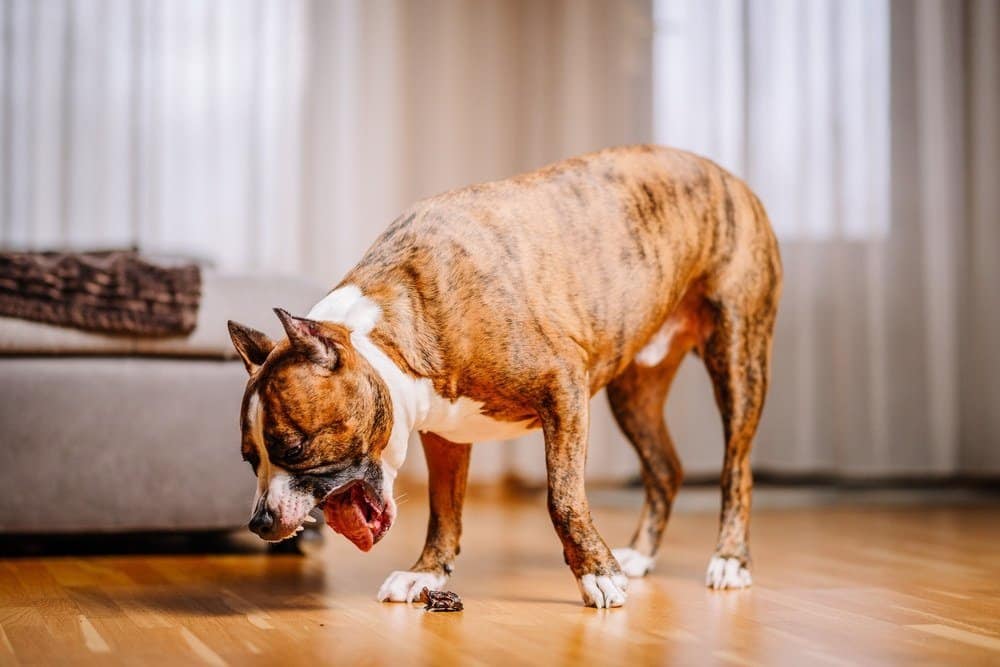 A dog throwing up clear liquid