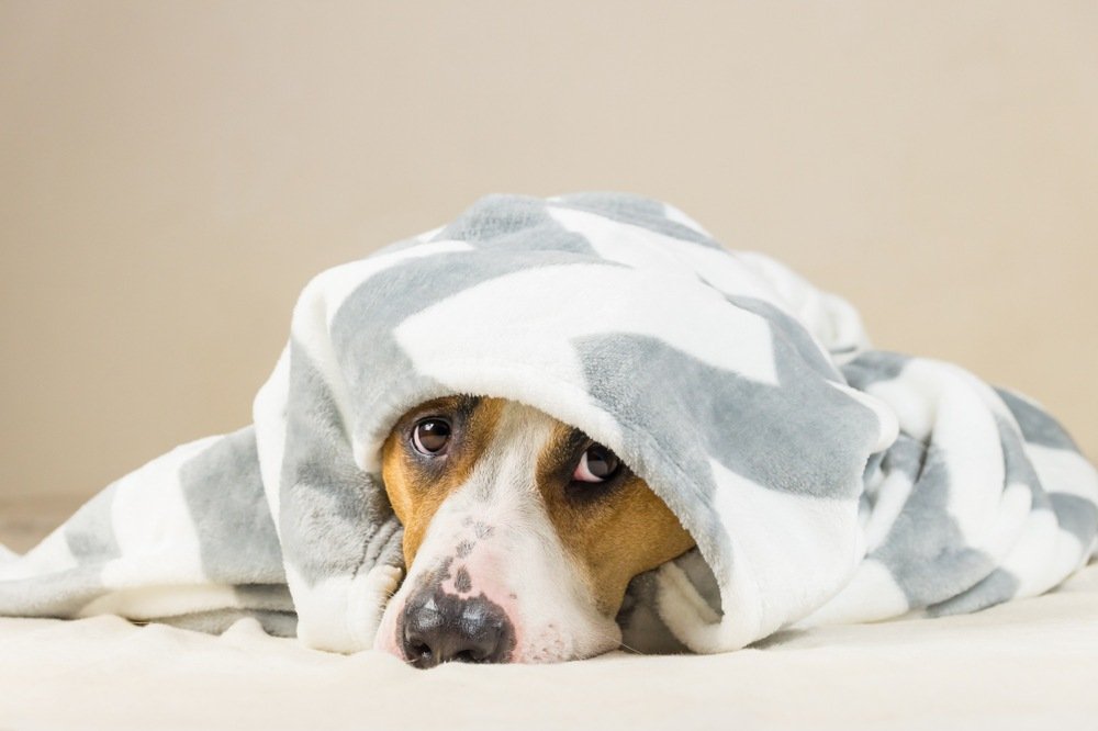Young pup in blanket, while owner wonders what to do because their dog is throwing up clear liquid.